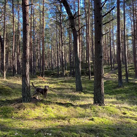 Gluecklich Am - Ruhe Im Kiefernwald Mit Terrasse & Hund Willkommen بيت للعطل *
