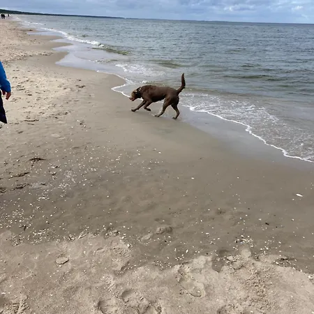 Finndorf Am Mit Hund *