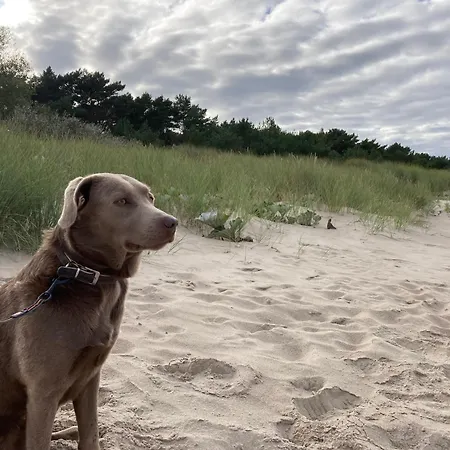Gluecklich Am - Ruhe Im Kiefernwald Mit Terrasse & Hund Willkommen بيت للعطل