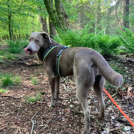 Finndorf Am Mit Hund * Trassenheide