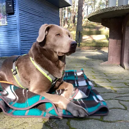 Finndorf Am Mit Hund